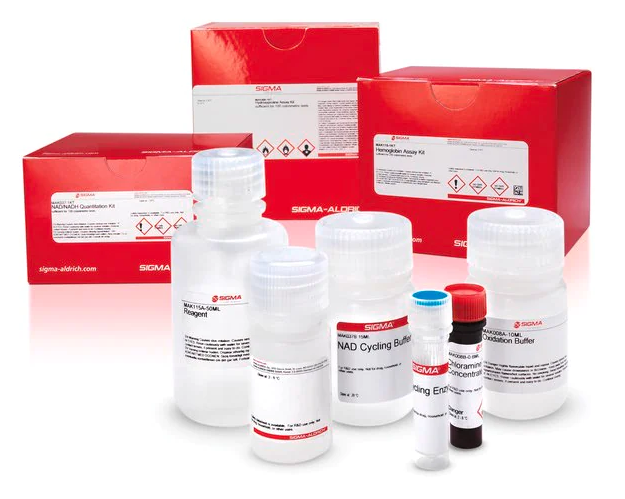 AmpliteÂ® Colorimetric L-Lactate Dehydrogenase (LDH) Assay Kit