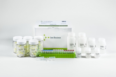 Biotin-11-UTP - high concentration